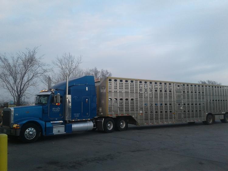 Livestock Network Cattle Trailers For Sale Cattle Trucking Jobs Bull Racks