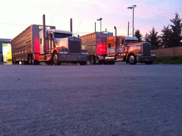 Livestock Network Cattle Trailers For Sale Cattle Trucking Jobs