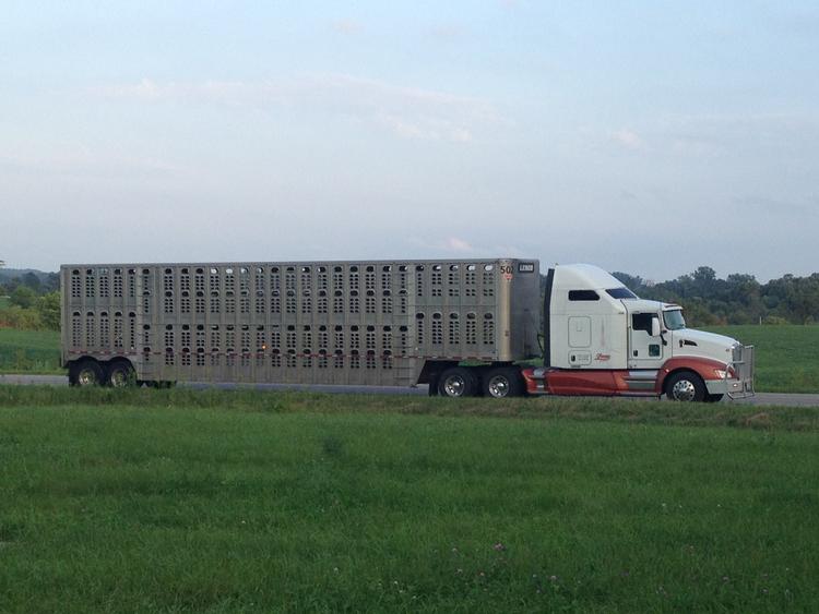 Livestock Network Cattle Trailers For Sale Cattle Trucking Jobs