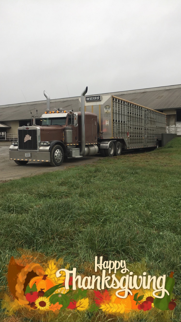 Livestock Network Cattle Trailers For Sale Cattle Trucking Jobs Bull Racks