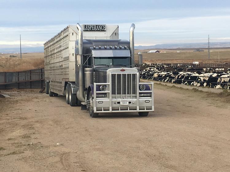 Livestock Network Cattle Trailers For Sale Cattle Trucking Jobs