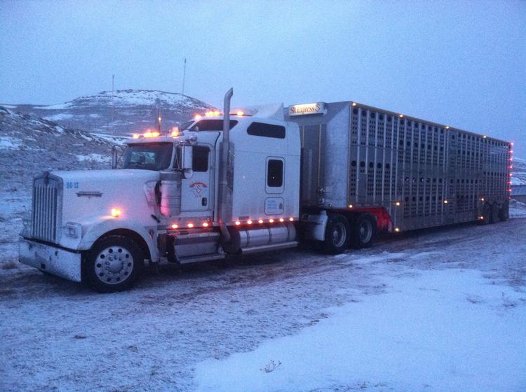 Livestock Network Cattle Trailers For Sale Cattle Trucking Jobs Bull Racks