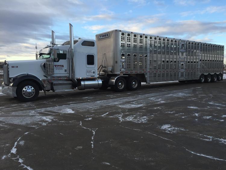 Livestock Network Cattle Trailers For Sale Cattle Trucking Jobs