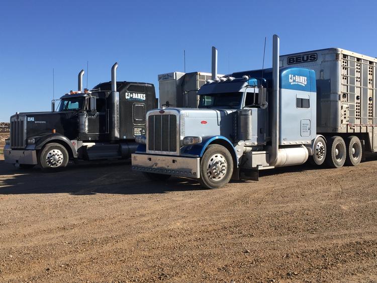 Livestock Network Cattle Trailers For Sale Cattle Trucking Jobs