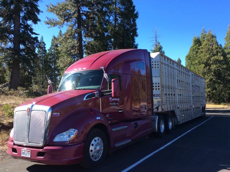 Livestock Network Cattle Trailers For Sale Cattle Trucking Jobs Bull Racks