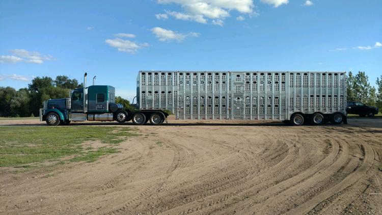 Livestock Network | Cattle Trailers For Sale | Cattle Trucking Jobs ...
