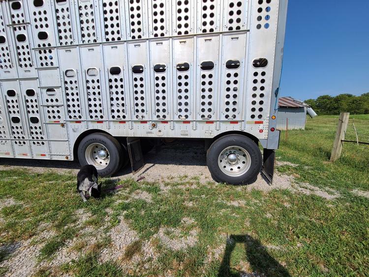 Livestock Network Cattle Trailers For Sale Cattle Trucking Jobs