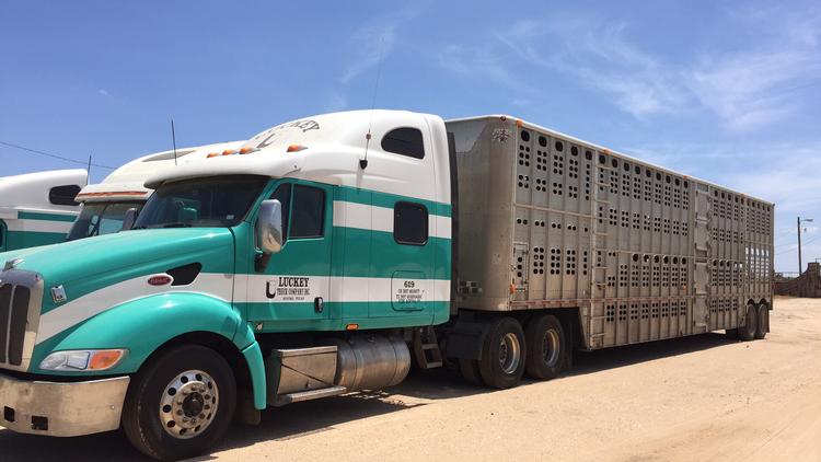 Livestock Network | Cattle Trailers For Sale | Cattle Trucking Jobs ...
